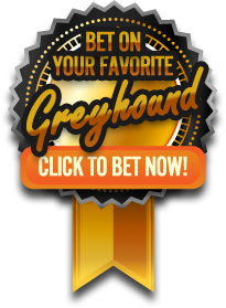 Bet on your favorite greyhound now!